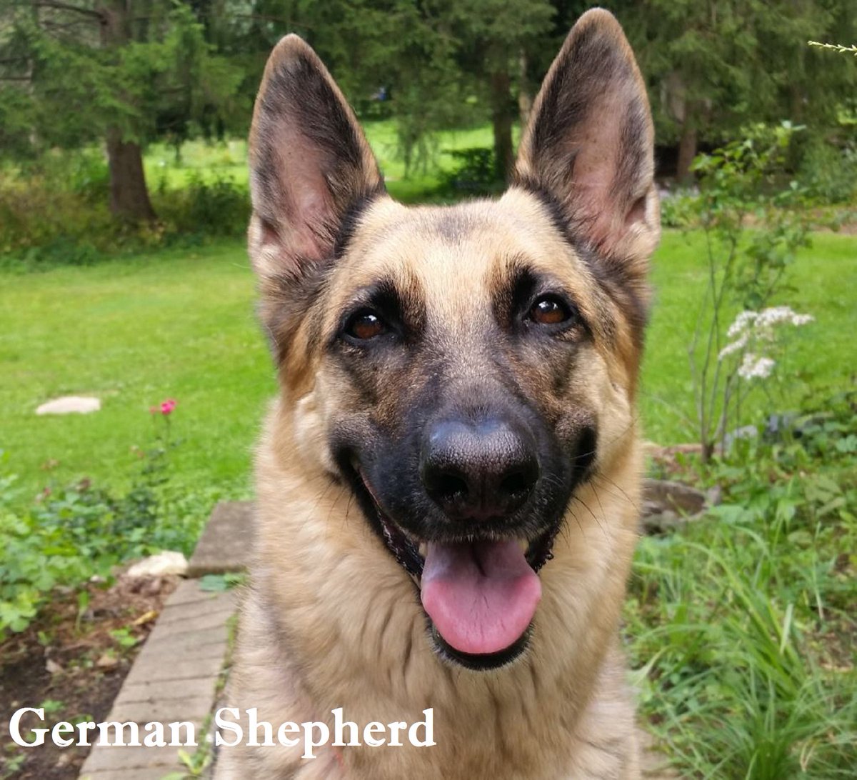 SlideshowX91's tweet photo. #German_Shepherd: A female German Shepherd looks attentively at her owner https://t.co/HAfMvOuBKZ