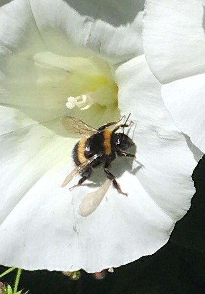 andWellies's tweet photo. Love this campaign @SoilAssociation #BeeOrganic 🐝 https://t.co/jYEiJVcXfo