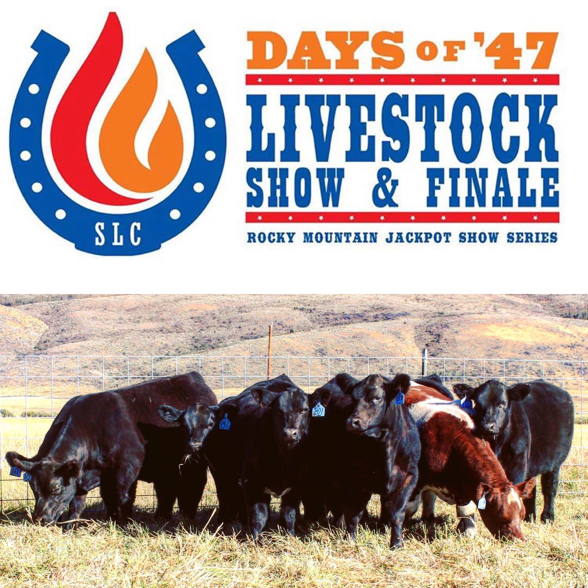 bushmancattle's tweet photo. Be sure to stop by and see us this weekend at the Days of 47 Rodeo and stock show! #rmjss #bushmancattle #finale https://t.co/Sdl1W6OqXw