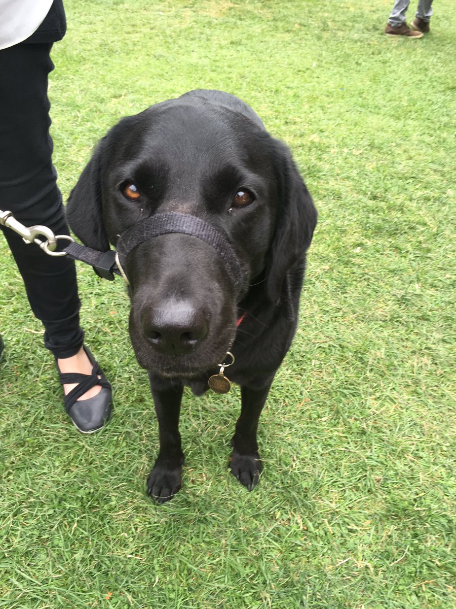 DublinMaker's tweet photo. Penny #DublinMaker #DogsofDublinMaker https://t.co/2PdADFUsso