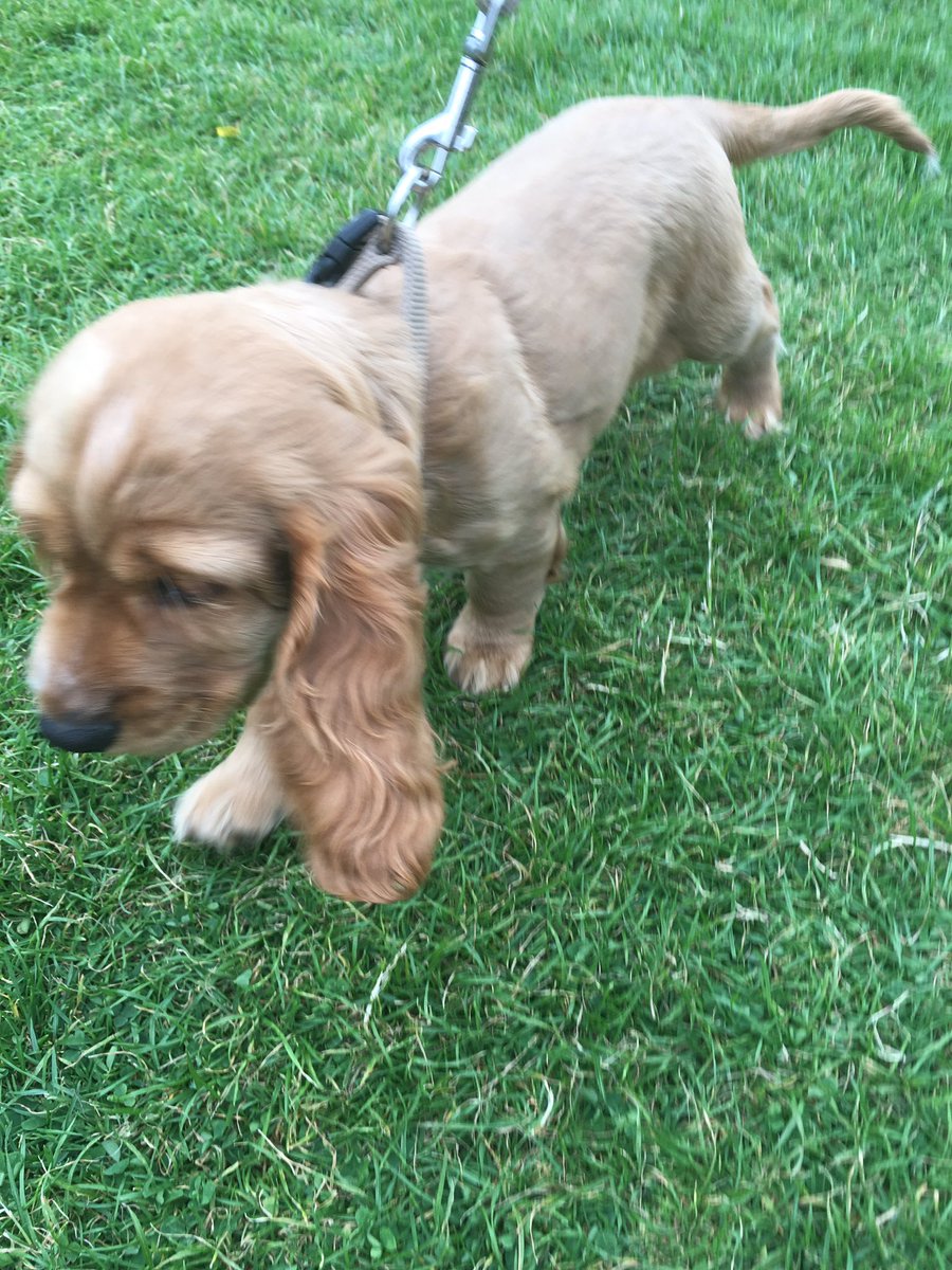 DublinMaker's tweet photo. Bru #DublinMaker #DogsofDublinMaker https://t.co/GjeO40oTyC