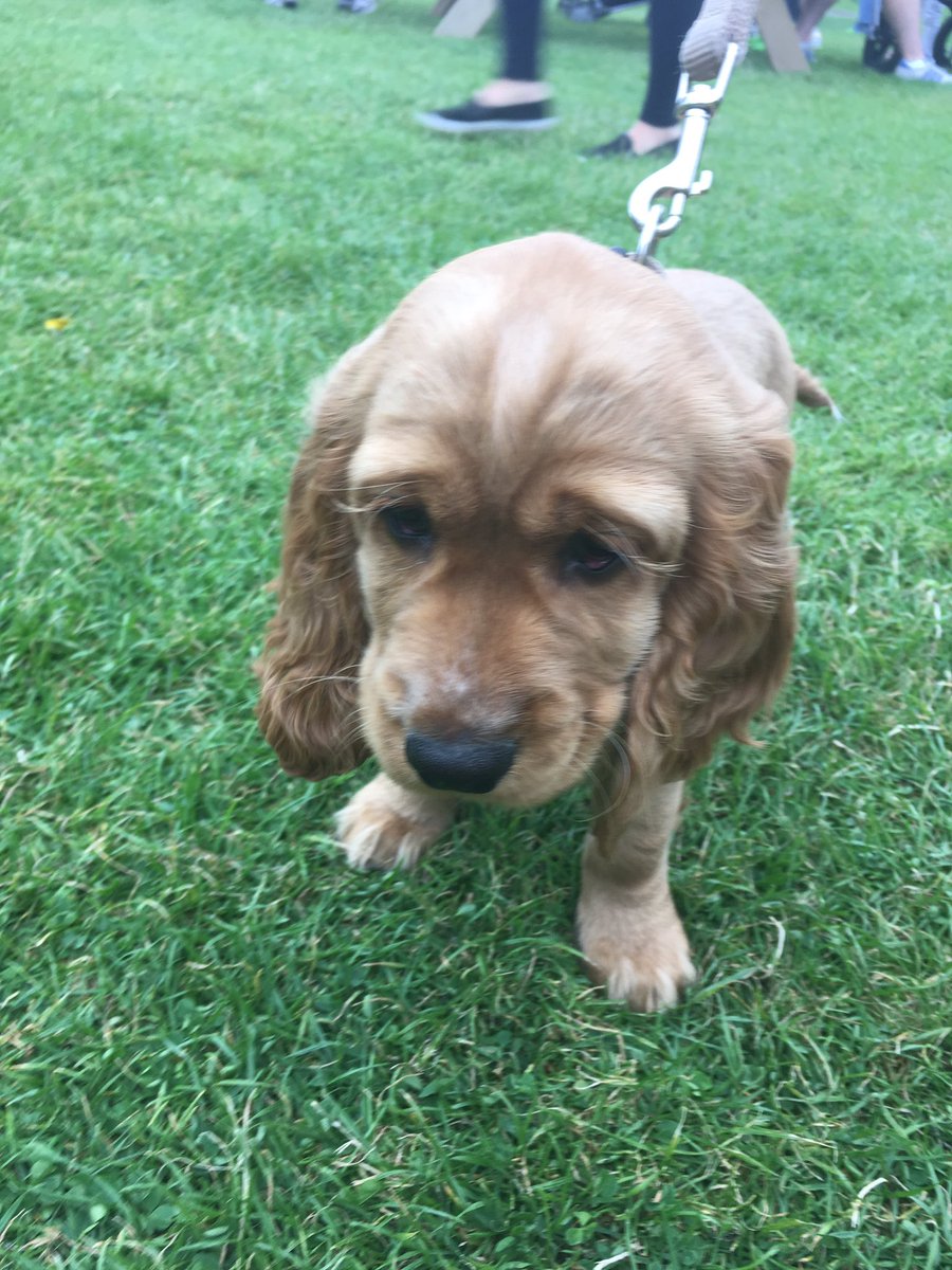 DublinMaker's tweet photo. Bru #DublinMaker #DogsofDublinMaker https://t.co/GjeO40oTyC