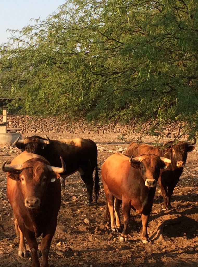 Rojizo atardecer ....