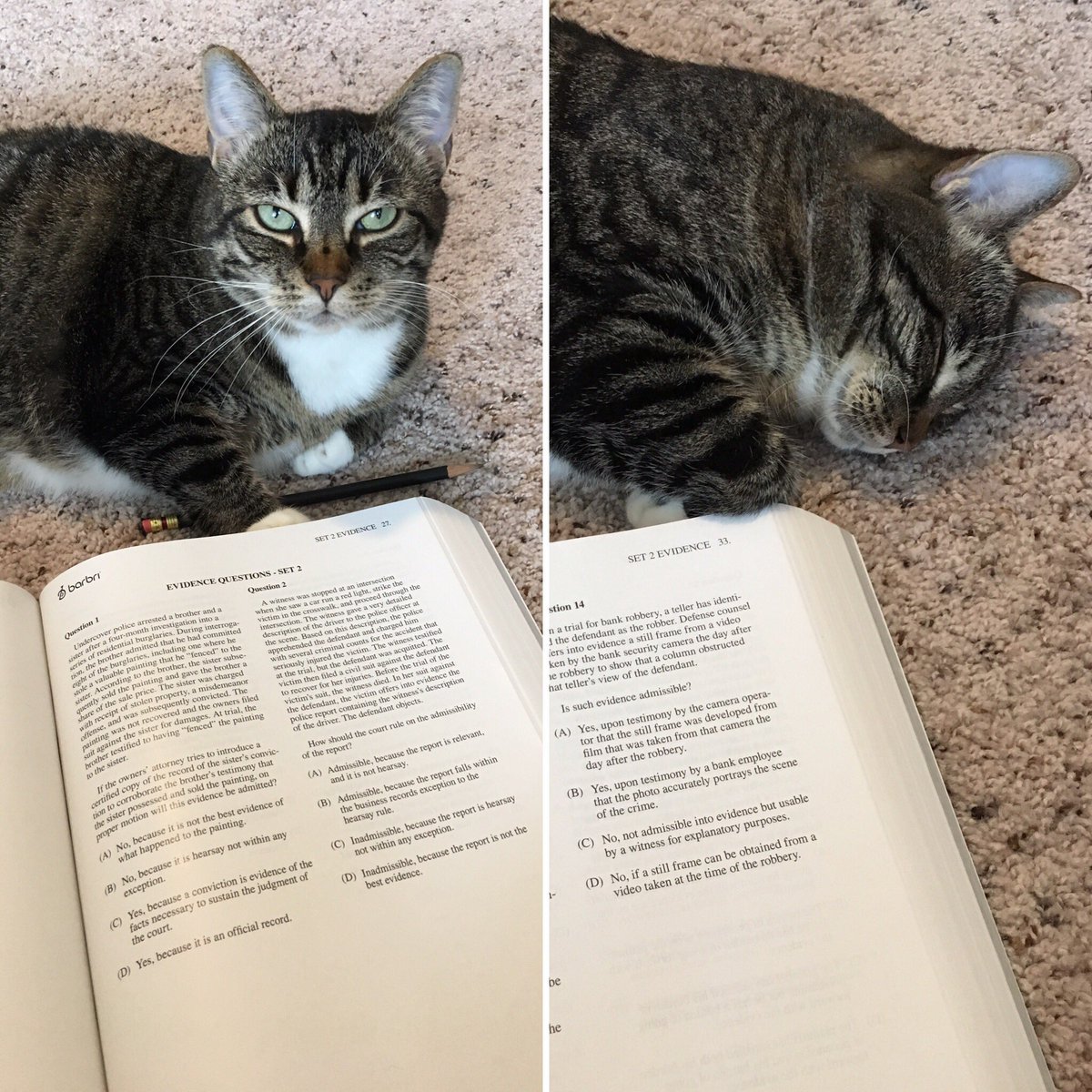 barprepblues16's tweet photo. Multiple choice tests are exhausting @barbri #BarbriPets https://t.co/RXfiJwK4fn