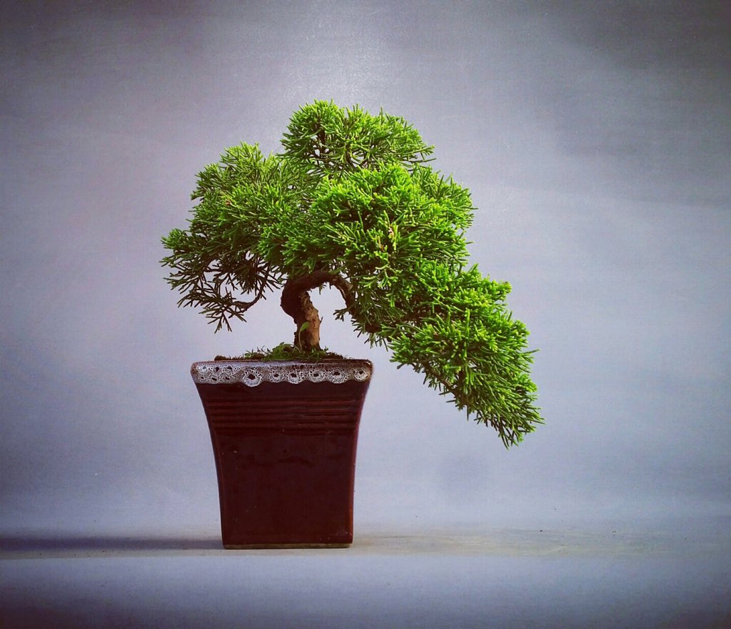 treeinapot's tweet photo. Shohin Juniper - Tree by Andy Baker @treeinapot #bonsai #tree #shohin #Juniper #treeinapot #treebyab https://t.co/v0xhk8VIVY