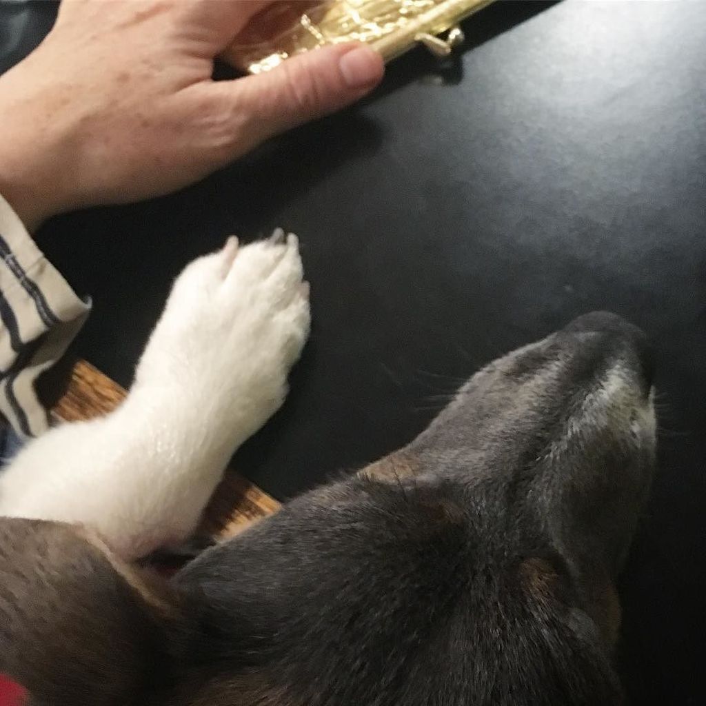 IvanaNohel's tweet photo. #myshadowhaspaws #jackrussellsofinstagram https://t.co/6ho9SQ4KWY https://t.co/jKTJ13JYwV
