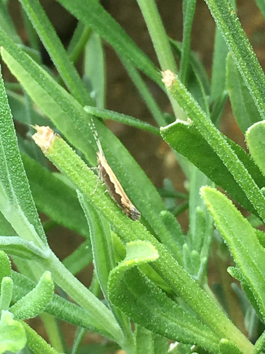 certis_belchim's tweet photo. More sightings of Diamond Back Moth are being reported in southern England, be alert for pest pressures #MothAttack #PestAlert #Agree50 https://t.co/DbiRw4bFA3