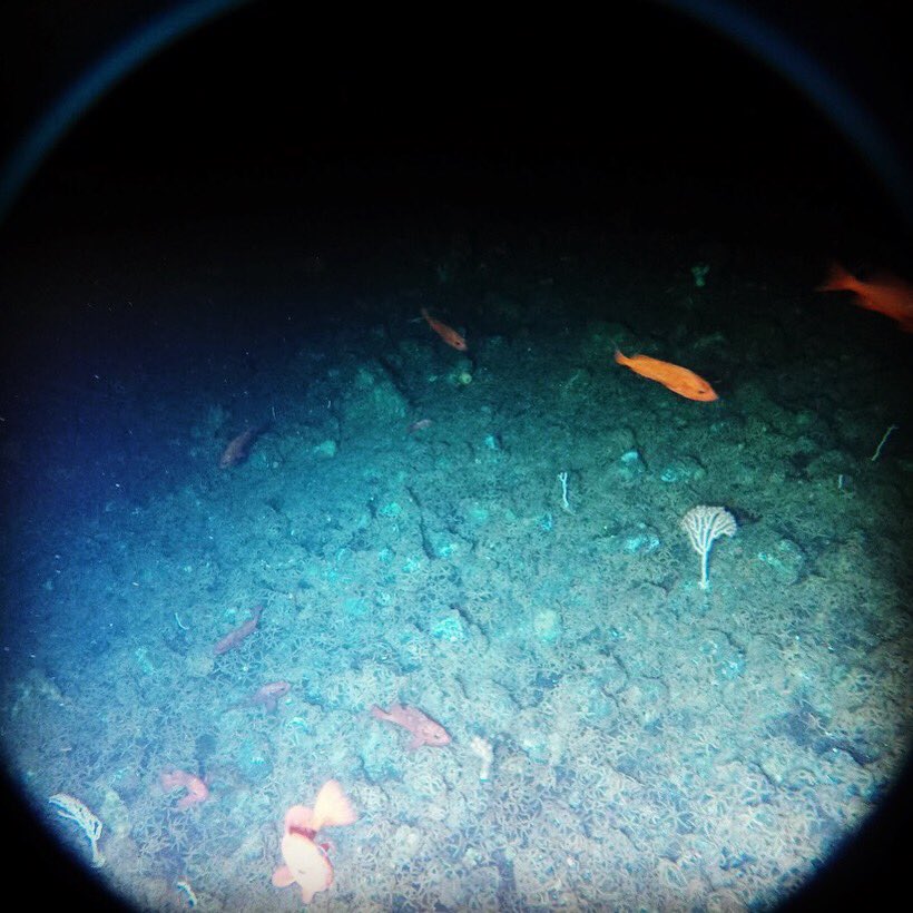 Fisher_DS_Lab's tweet photo. Ask a scientist!
Open chat live from a deep Canadian undersea mountain: https://t.co/DXkQq0uYAG
#actuallivingscientist #LOMPA2017 https://t.co/4DeU8iJ0Wf