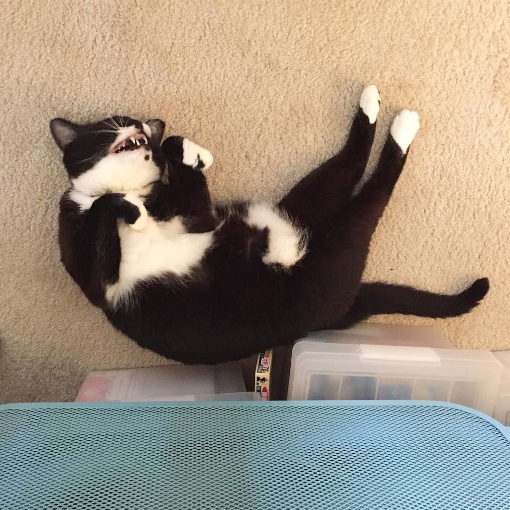 sonouso's tweet photo. Monster appears!
モンスターガアラワレタ👾

#ohagi #cat #cats #catstagram #instacat #pet #love #meow #blackandwhitecat #funnyca… https://t.co/E0ONNiWUX1 https://t.co/EXJHejYyvn