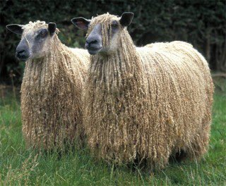 SonRanto's tweet photo. #DoubleEwe!! #Cubs https://t.co/cPzPX0X0jm