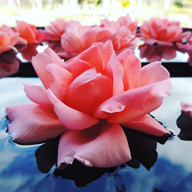 HunterValleyGardens tweet media