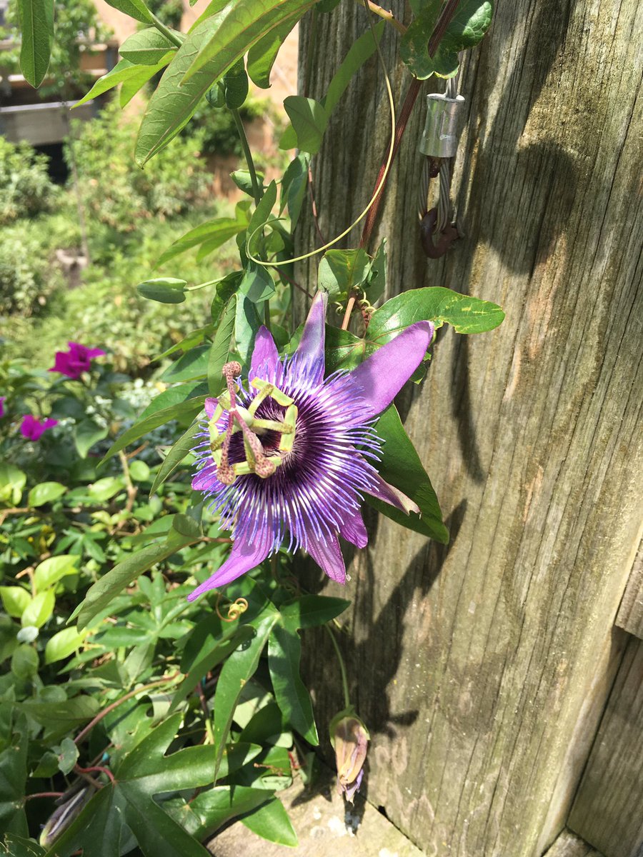 kaelynbotany's tweet photo. @NutmegSomething my parents went to Botanical Gardens without me 😭 they didn't catch the name of this flower! What is it!? 😮#bio120sum17 https://t.co/ZyHCkETldt