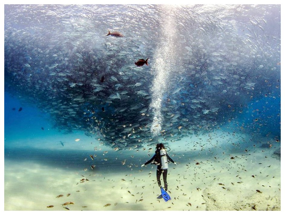 miguelrevelles's tweet photo. 🐠 'Todos los Peces en el #Mar'.
Cabo Pulmo , #México  |  Autor → #JeffHester © https://t.co/HcnijTHmCG