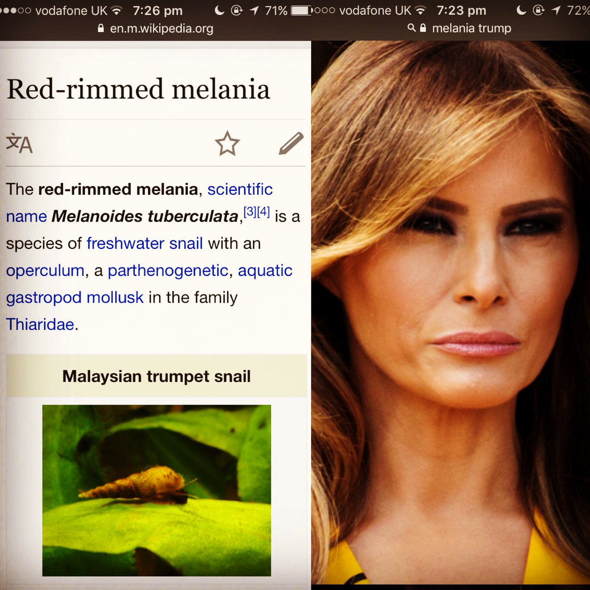 sofie allsopp tweet media