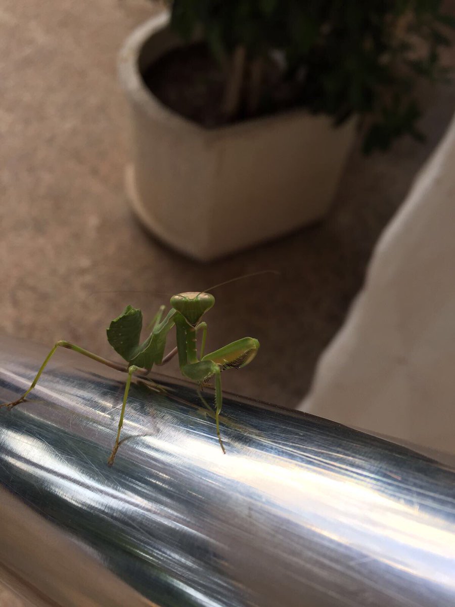 MoultAngela's tweet photo. @rick_writer A real life #Prayinmantis 🐜#thisemojineedstobegreen https://t.co/jsAUWoFsIy