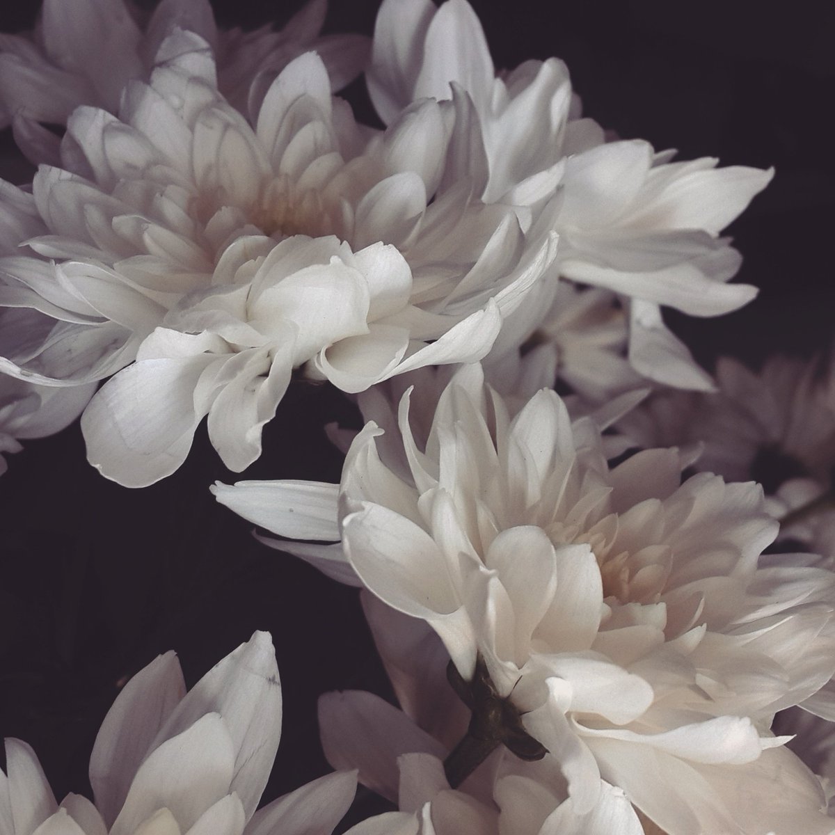 SLReflects's tweet image. #chrysanthemums #flowers #contrasts