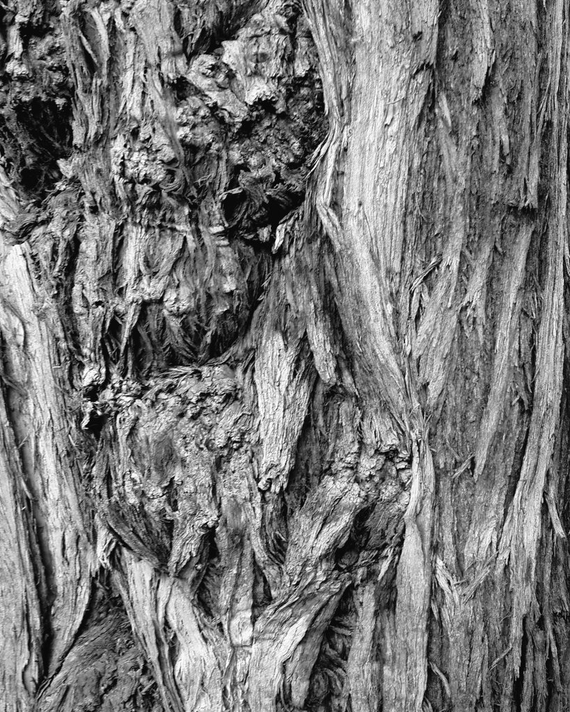 SLReflects's tweet image. #tree bark