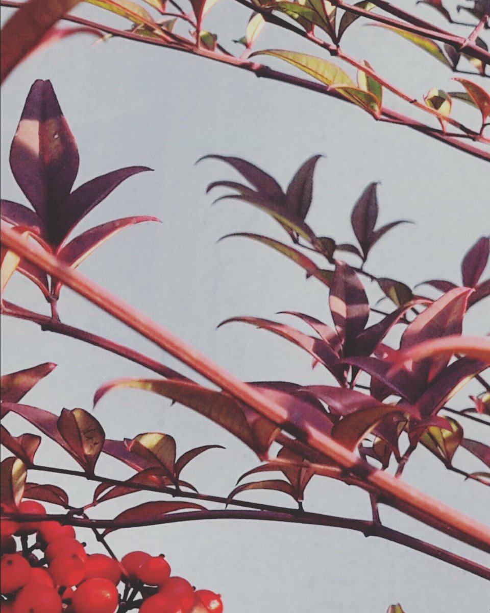 SLReflects's tweet image. #red #nature