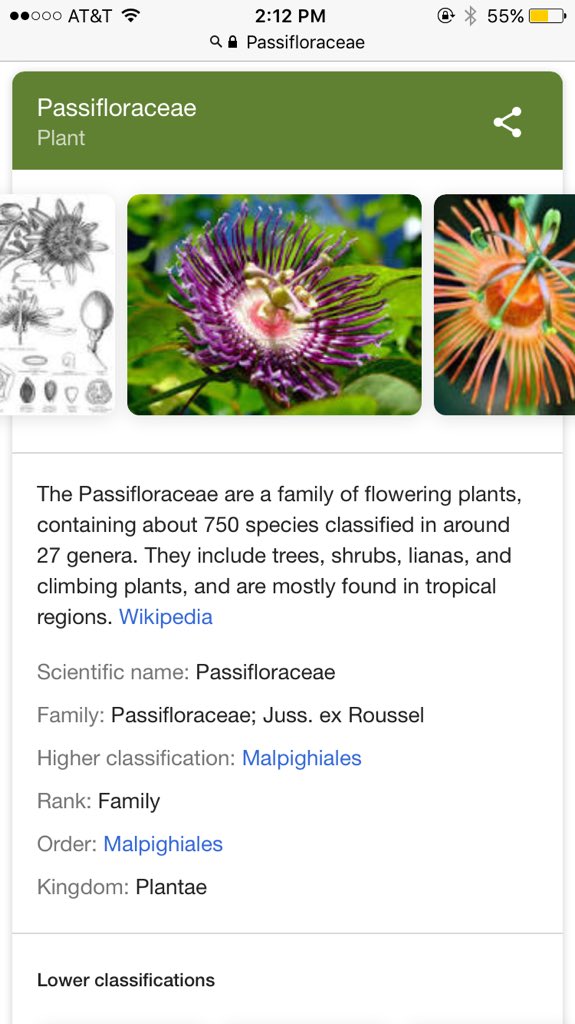 kaelynbotany's tweet photo. @NutmegSomething Found it! It must be in the passifloraceae family. (Or Passion flower!) https://t.co/Xj1X86cpw5