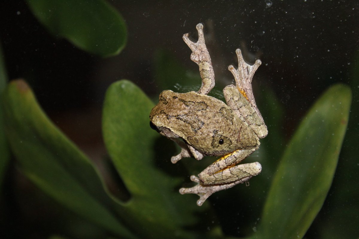 stormmom5's tweet photo. Visit from a little friend last night #WindowFrog @NickStewartKHQA @KHQA @HCP_Editor @USFWSMidwest @ThePhotoHour @yourtake https://t.co/Ne6aCj2r3F