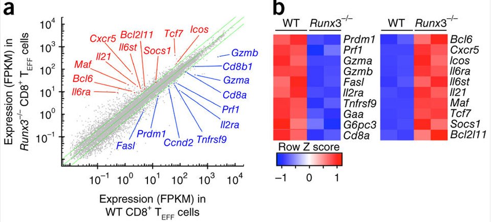 mmw_lmw's tweet photo. CD8 #EffectorDifferentiation | #Runx3 activates the #CytotoxicityProgram | HaiHuiXue @uiowa @NatImmunol https://t.co/phXlDK6my2 https://t.co/XpBF3vCCGG