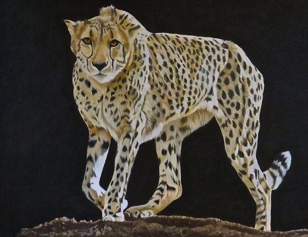 McAdamations's tweet photo. New artwork for sale! - "On the Prowl" - https://t.co/Q8UKMpgRCl @fineartamerica https://t.co/tJnzCmMpMM