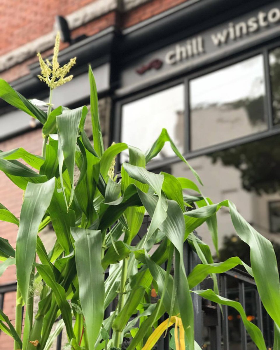 Not trying to brag guys, but our patio crops are comin' in strong. 💪🏻🌽 #Gastown #MyGastown