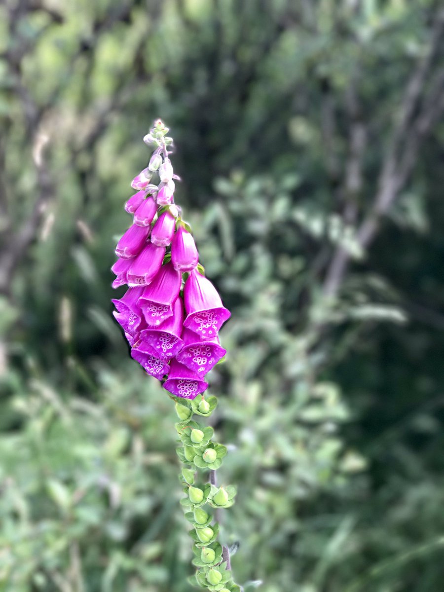 Gorgeous #wildflowers today atop Tountinna hill! 🌸#loughderg #Clare #ireland <a href="/KillaloeBallina/">Killaloe Ballina</a> <a href="/TourismIreland/">Tourism Ireland</a>