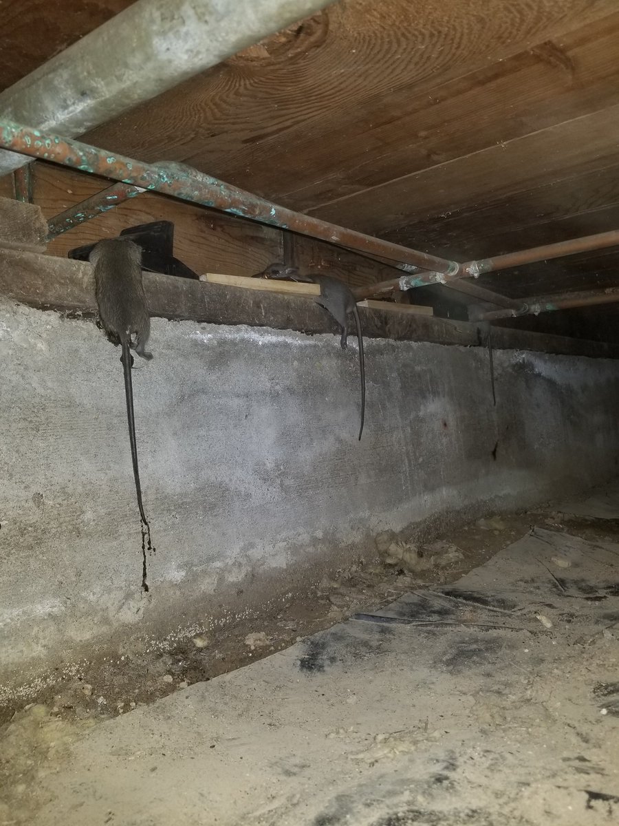 TrinityPest's tweet photo. Happy #NationalRatCatchersDay https://t.co/d8nIV1IGnj