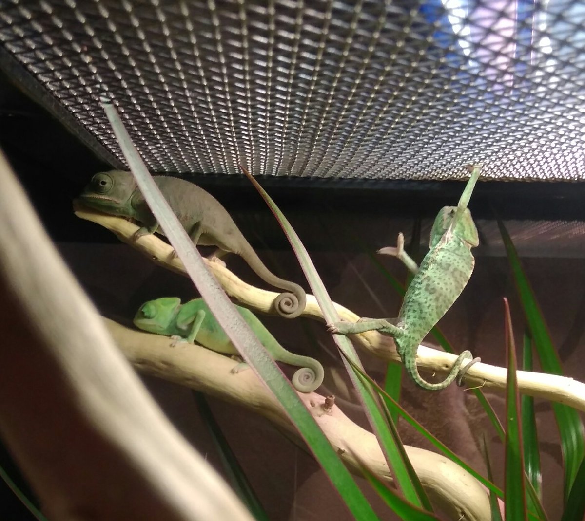 LayneMika's tweet photo. Hey, check out our new pets! These little bastards are cute as fuck https://t.co/N0rjHSNvEZ