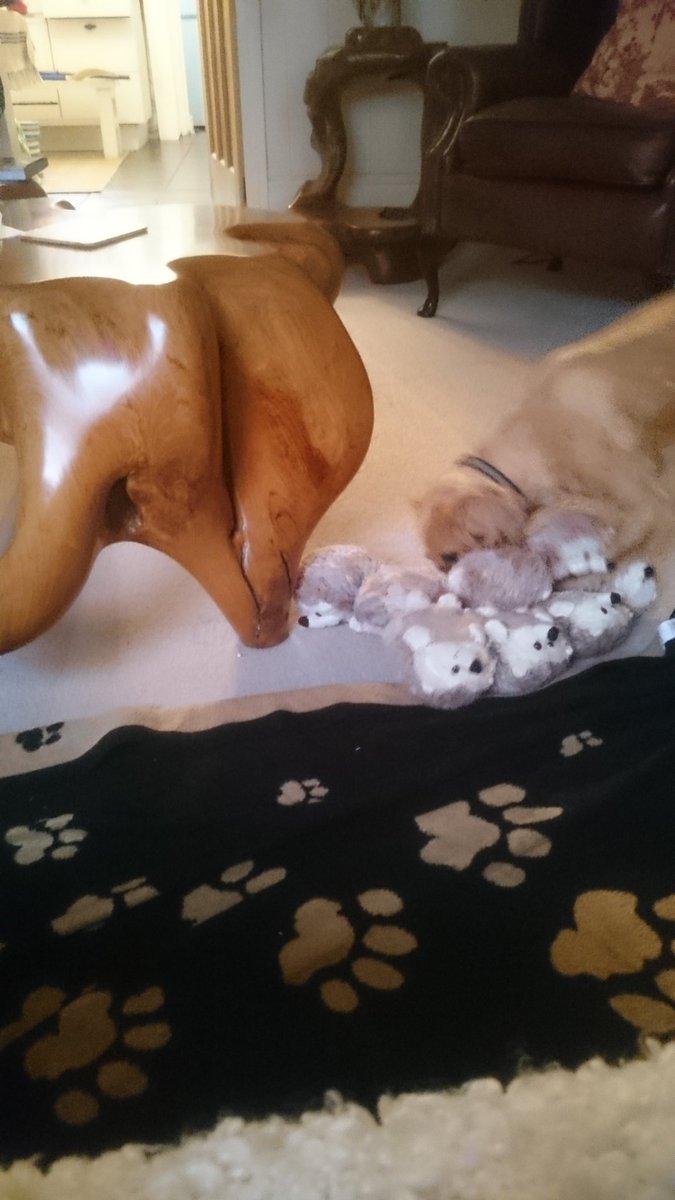 LouiseBarrett40's tweet photo. Dog v hedgehogs!  my house guest is trying to show who is boss! https://t.co/UN1JY1pAPn