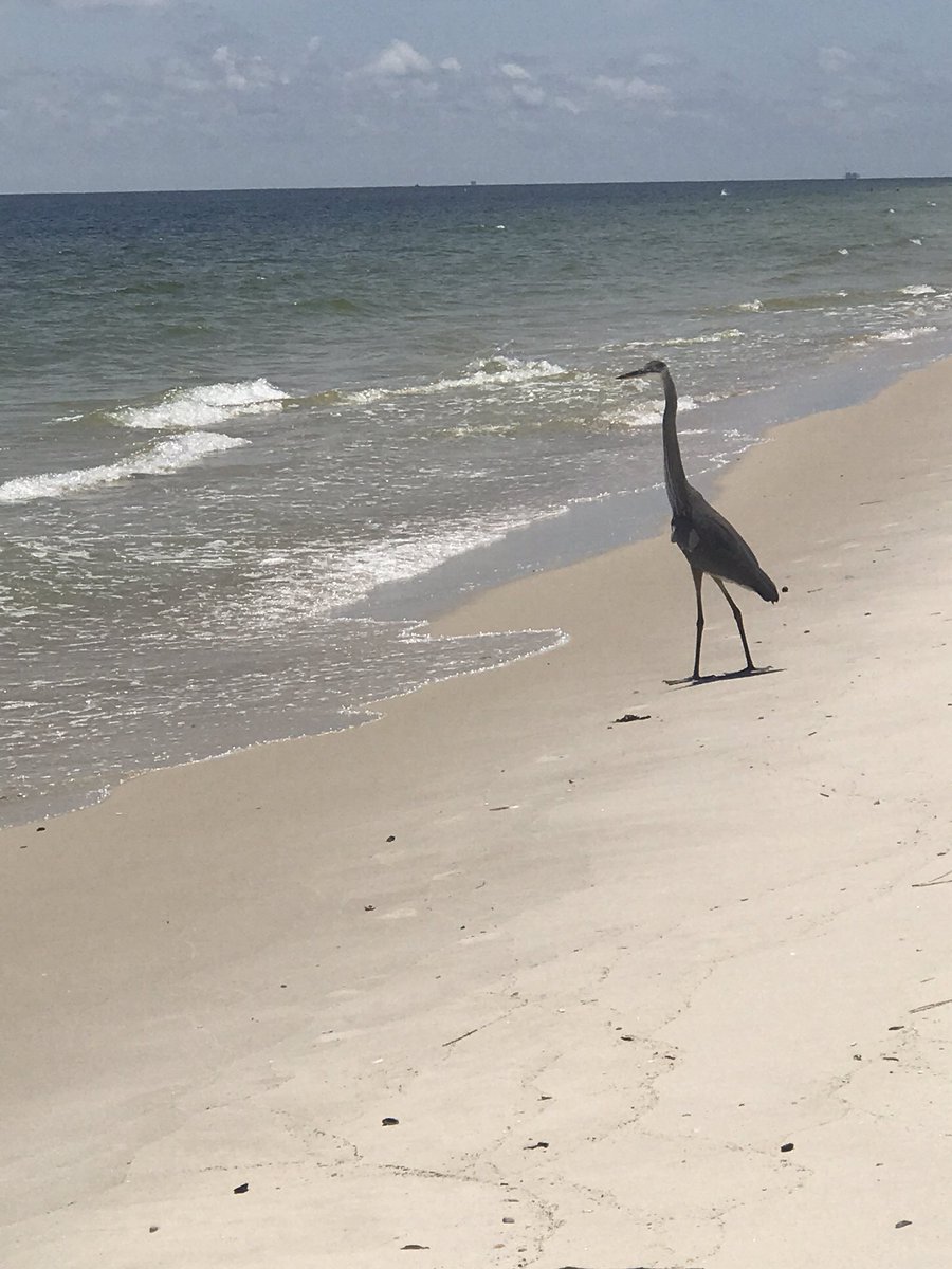 AIS_Lann's tweet photo. Enjoying another amazing day in beautiful Alabama! https://t.co/BCJuHAiNLD