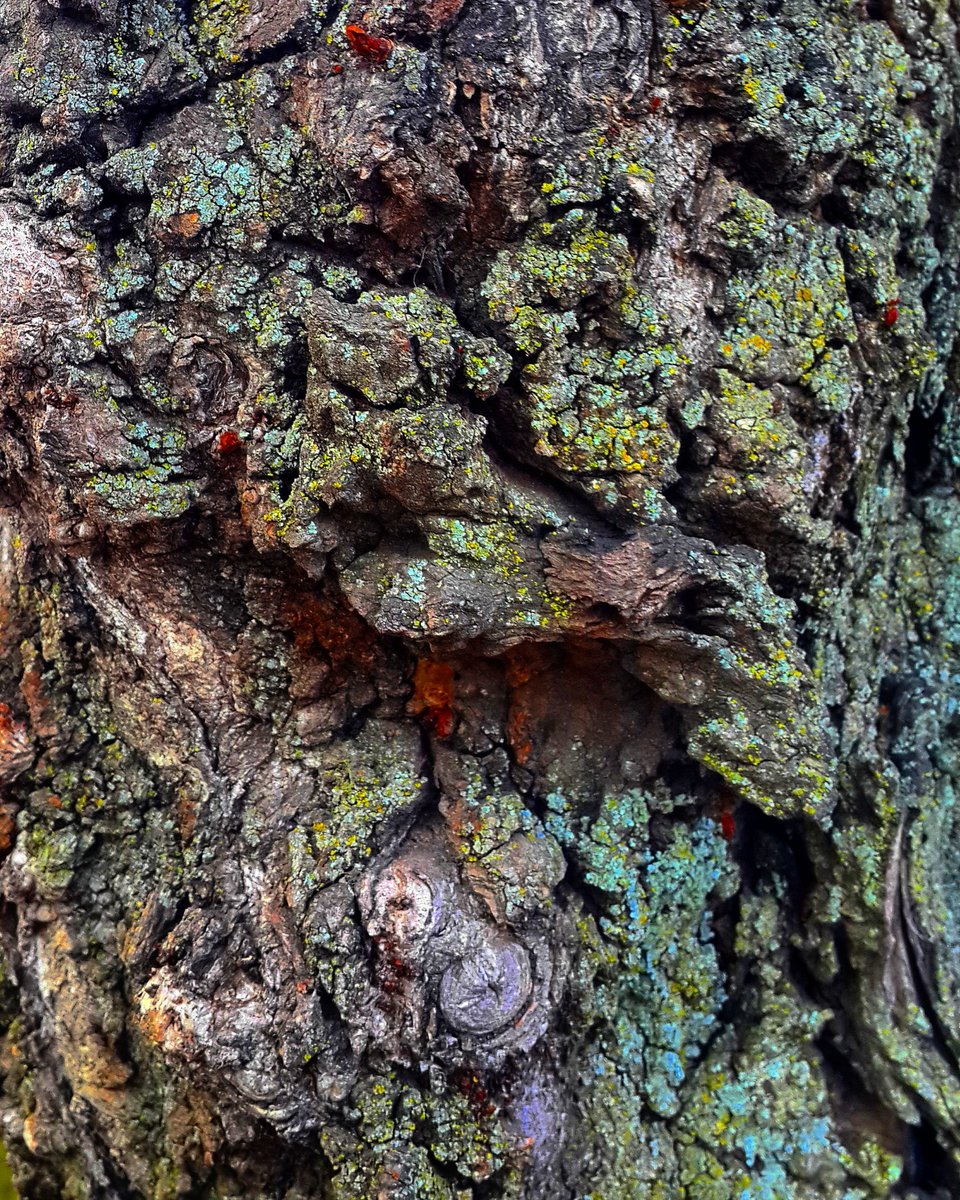 SLReflects's tweet image. #tree bark covered with #lichen