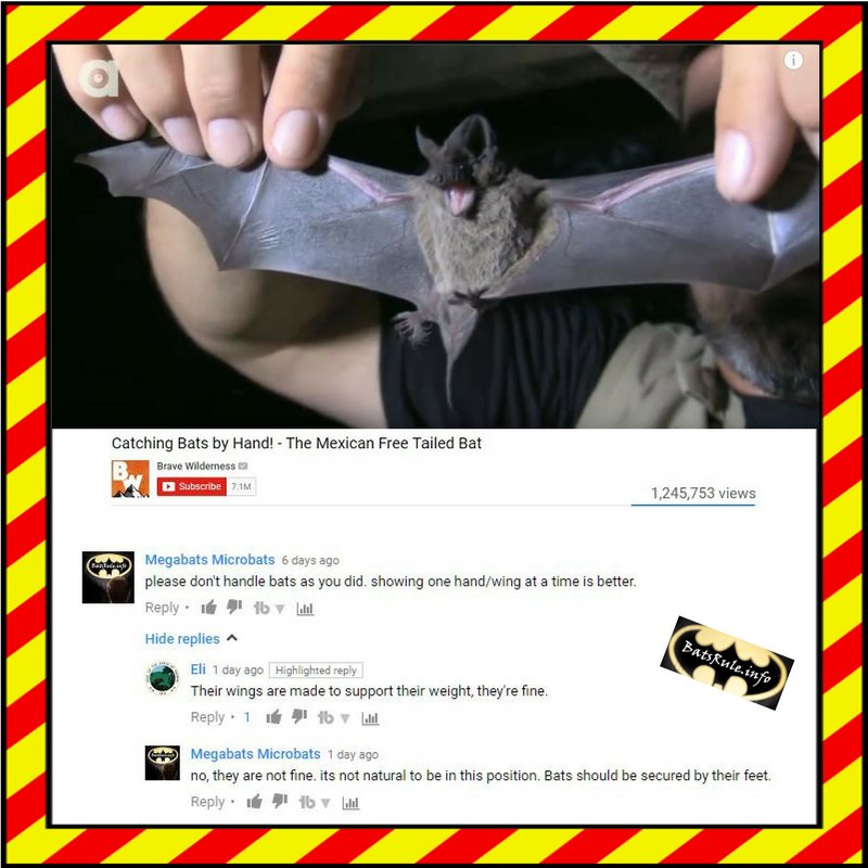 Bats_Rule's tweet photo. How not to hold a Bat. U might like to comment. https://t.co/fmiO2XZq2B #bats #bat #batissues #microbat #megabat #flyingfox #fruitbat https://t.co/sIzZ5HZ8mZ