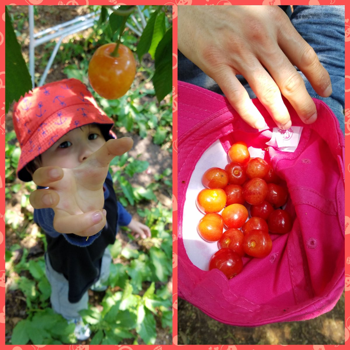 GotMartinMath's tweet photo. Cherry picking for the first time with the family, so much fun! 
@Martin_Mustangs #MESChallenge Try something new for the first time https://t.co/gIkC3w1g0L