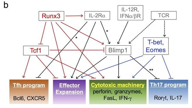 mmw_lmw's tweet photo. CD8 #EffectorDifferentiation | #Runx3 activates the #CytotoxicityProgram | HaiHuiXue @uiowa @NatImmunol https://t.co/IhRa3McBXM https://t.co/q8MQrrjNBf