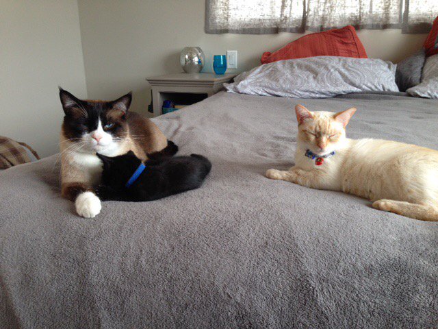 SigVetSvc's tweet photo. Happy #Caturday !!! What are your relaxing plans? #kittiesofinstagram #justchillin #svsfamily #homevet #signaturevet https://t.co/TqiSAwzv23