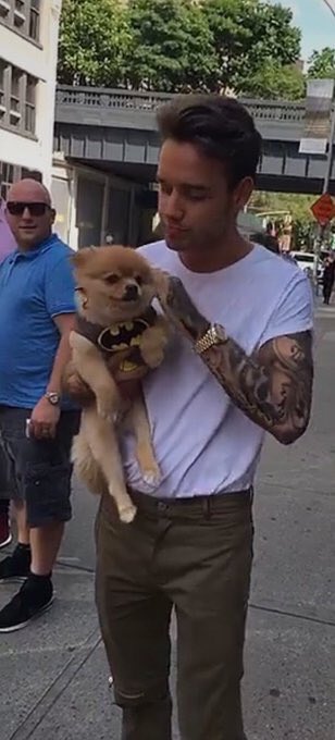 liamssdetails's tweet photo. with puppies #MTVHottest Liam Payne https://t.co/xLd4FPbecS