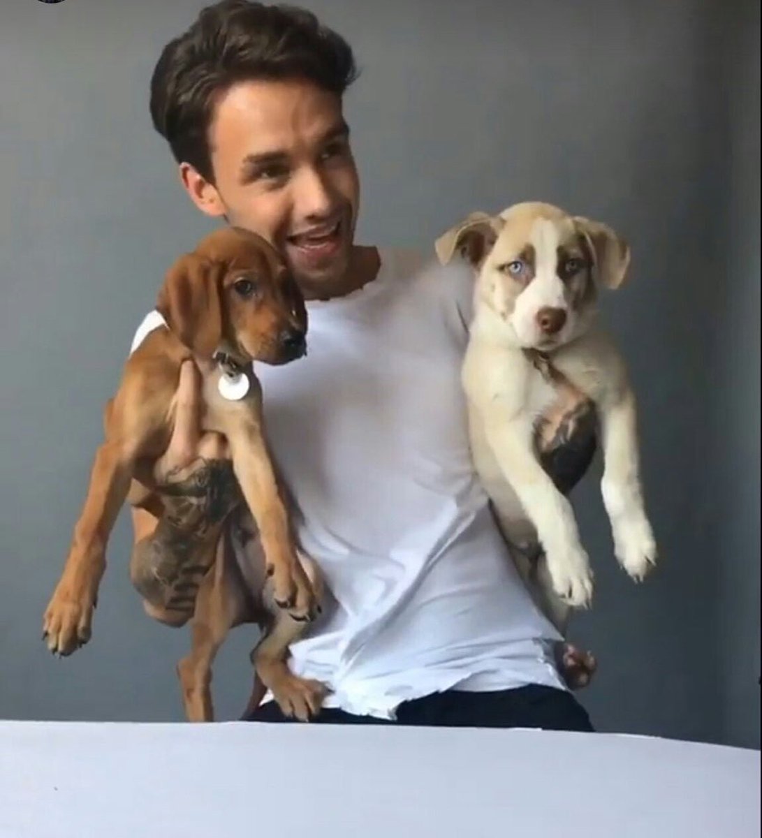 liamssdetails's tweet photo. with puppies #MTVHottest Liam Payne https://t.co/xLd4FPbecS