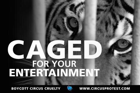 Peace2earth9's tweet photo. Until every cage is empty #InternationalTigerDay #OpTigerStorm 🐯https://t.co/wqrDElu3AP