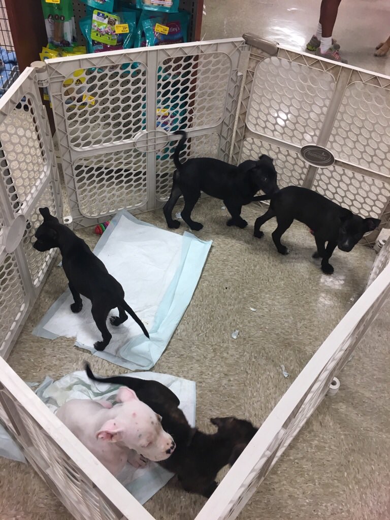 petsmart2069's tweet photo. Adoptions till 6 pm #TheAdoptSpot #AdoptLove https://t.co/oNijqs712D