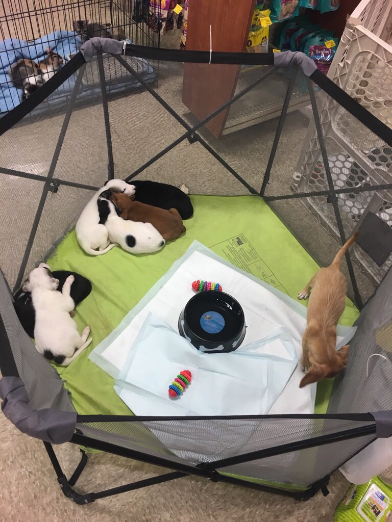 petsmart2069's tweet photo. Adoptions till 6 pm today #TheAdoptSpot #AdoptLove https://t.co/gl3Za2afP0