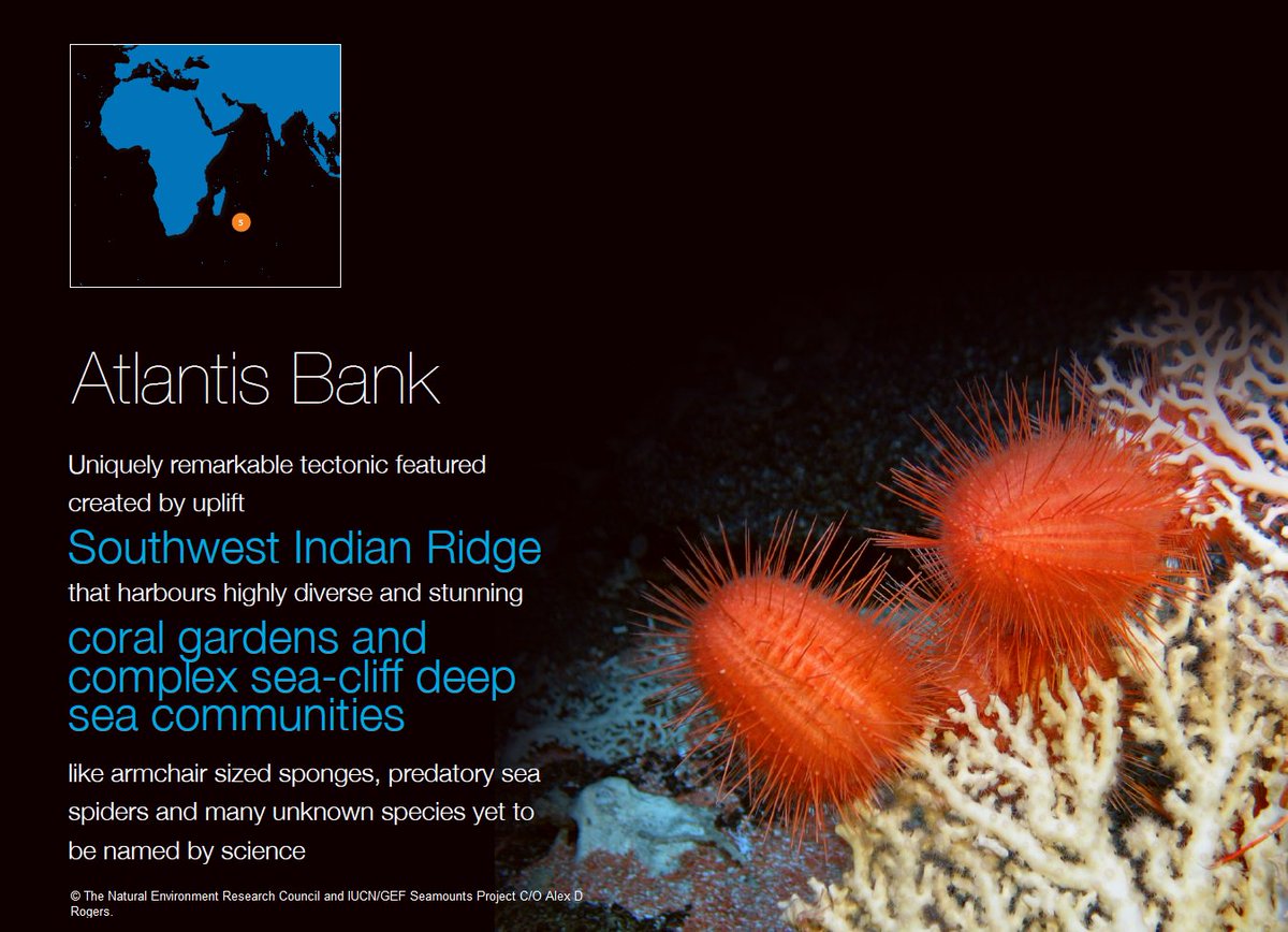 Fdouvere's tweet photo. Ocean treasures #HighSeas science suggest have possible #WorldHeritage value. #PrepCom4 #BBNJ https://t.co/4r6l44RnAk https://t.co/UDSbWi9kSF