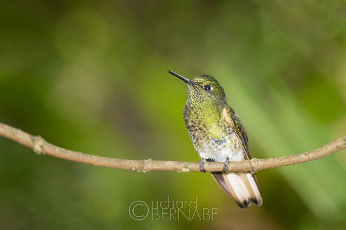 Using fill flash for wildlife photography  bit.ly/2gT3o1c
