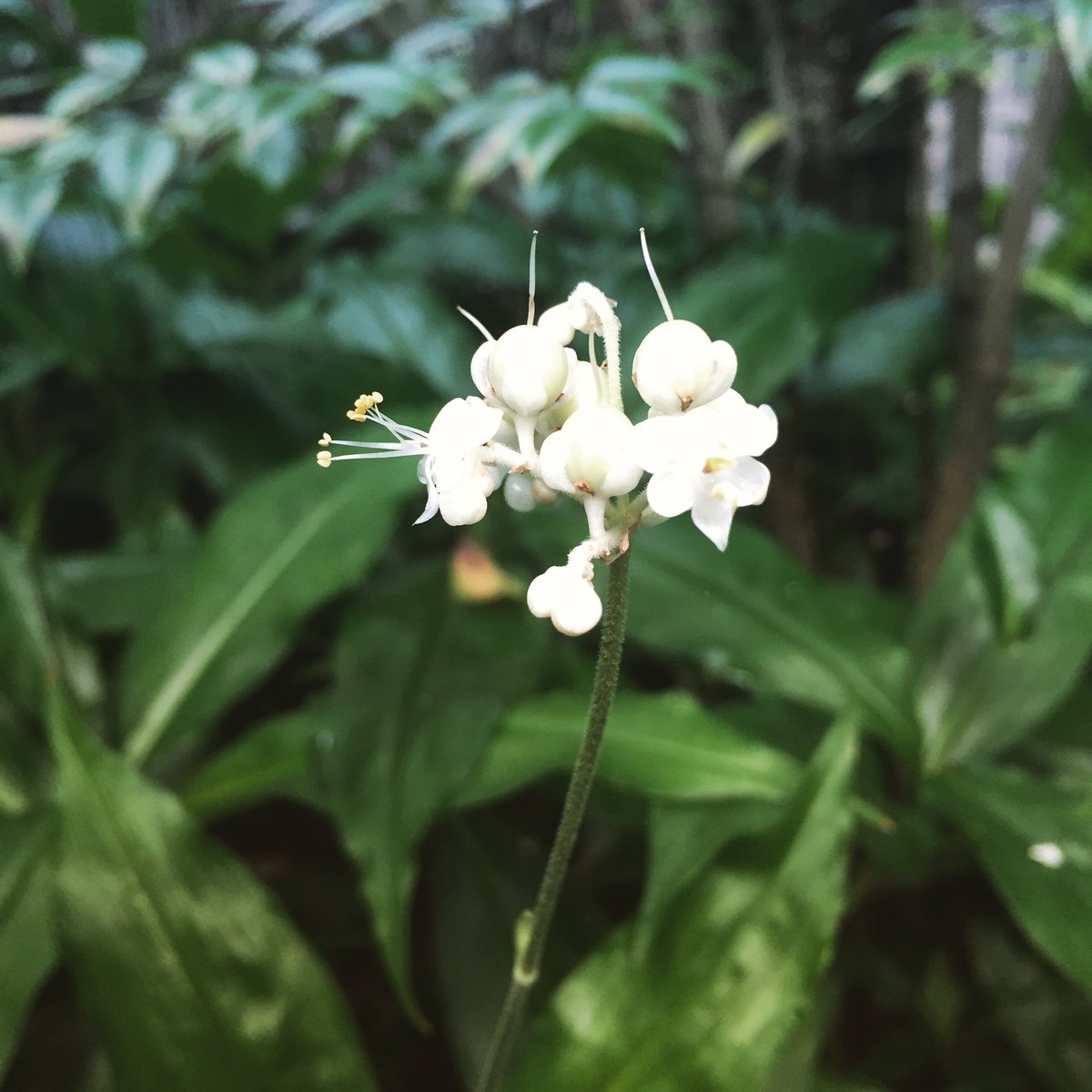 ミョウガや菊のような花を食べるのは日本人だけ 日本人は何でも食べる説 を裏付けるお話 Togetter