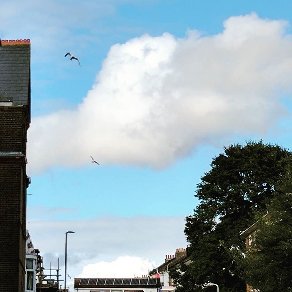 _Vegetablism's tweet photo. Layer clouds #brighton https://t.co/5U6atdyDAb https://t.co/HWTl4CgLSM