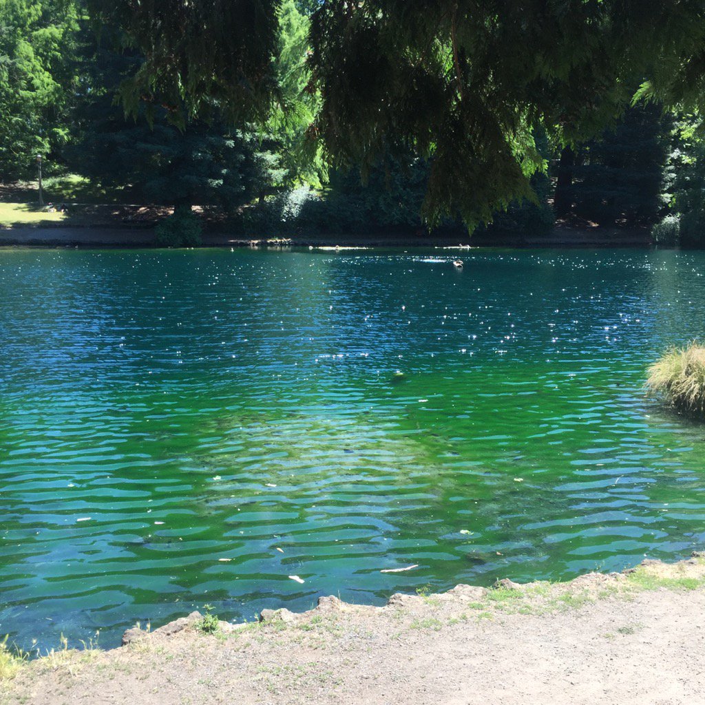 MartinLendahls's tweet photo. #PDXHunt ducks at laurelhurst https://t.co/uwi7xHG7qo