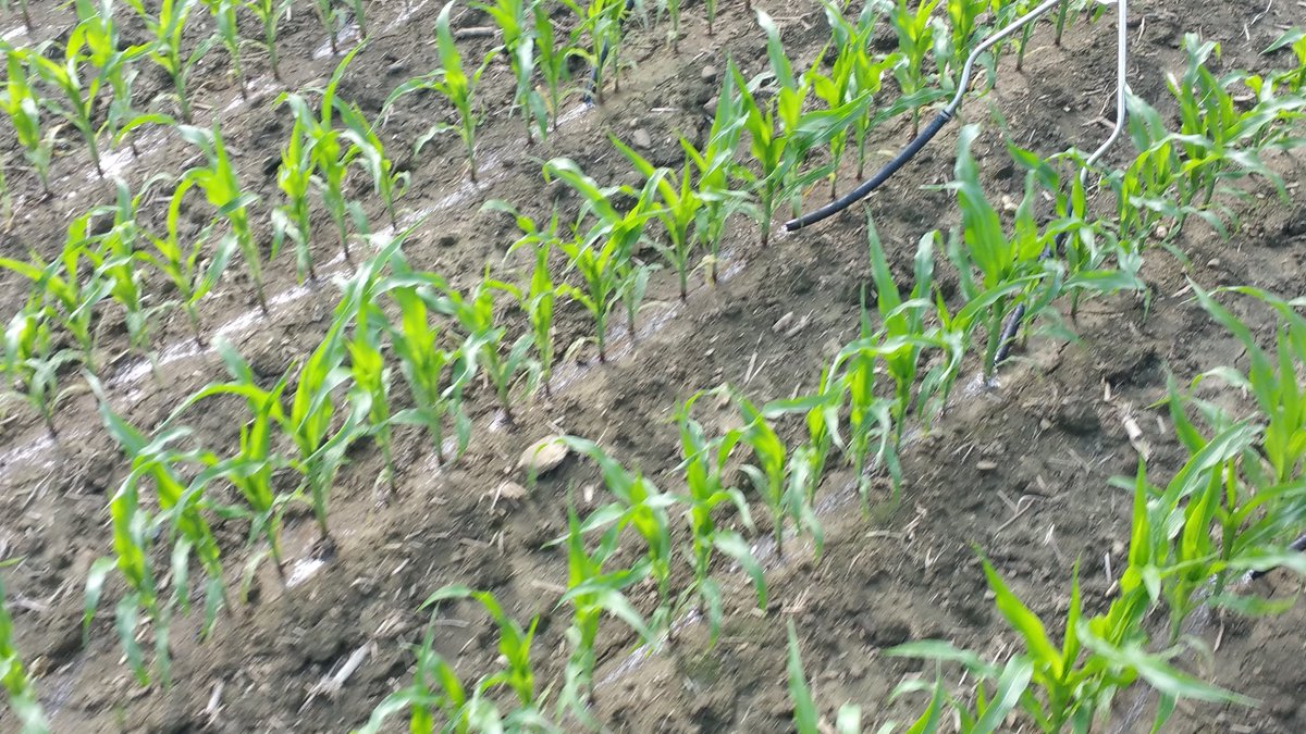 farmerschneck's tweet photo. OK @SullivanAgro you got your learning blocks. 50lbs 100lbs 150lbs and two "zero" (65 pre) blocks #ontag #monsoon17 #sidedress17 #nutraboss https://t.co/a1Gfkd9qiD