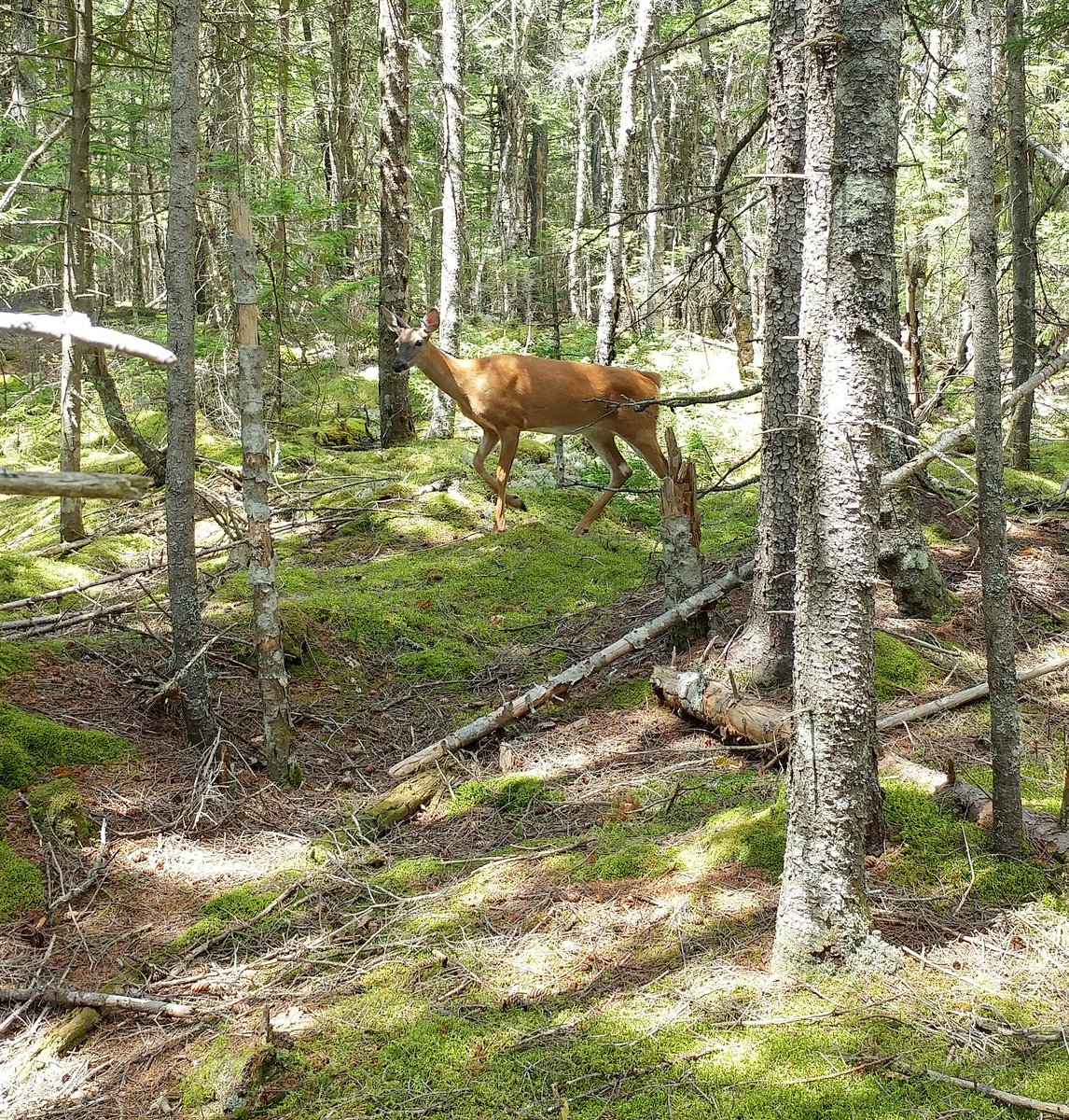 SchortMarketer's tweet photo. Explored Irving Nature Park today and met some forest friends 🌲🌲🌲 https://t.co/DY8aEawNtR