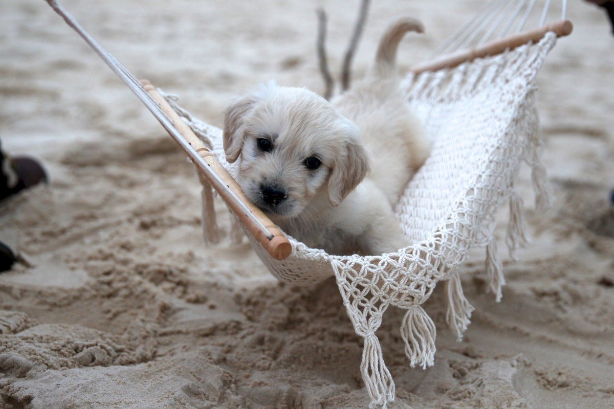chriskhoitran's tweet photo. Happy #NationalHammockDay everyone! https://t.co/RStqBCs2Dj